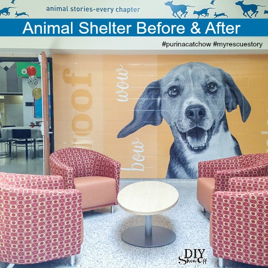 Animal Humane Society Before and After Grand Reveal and Adoption Event -  DIY Show Off ™ - DIY Decorating and Home Improvement BlogDIY Show Off ™ –  DIY Decorating and Home Improvement Blog