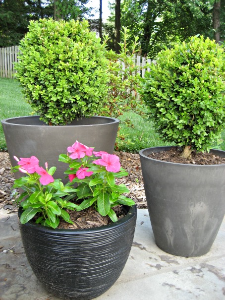 potted evergreens