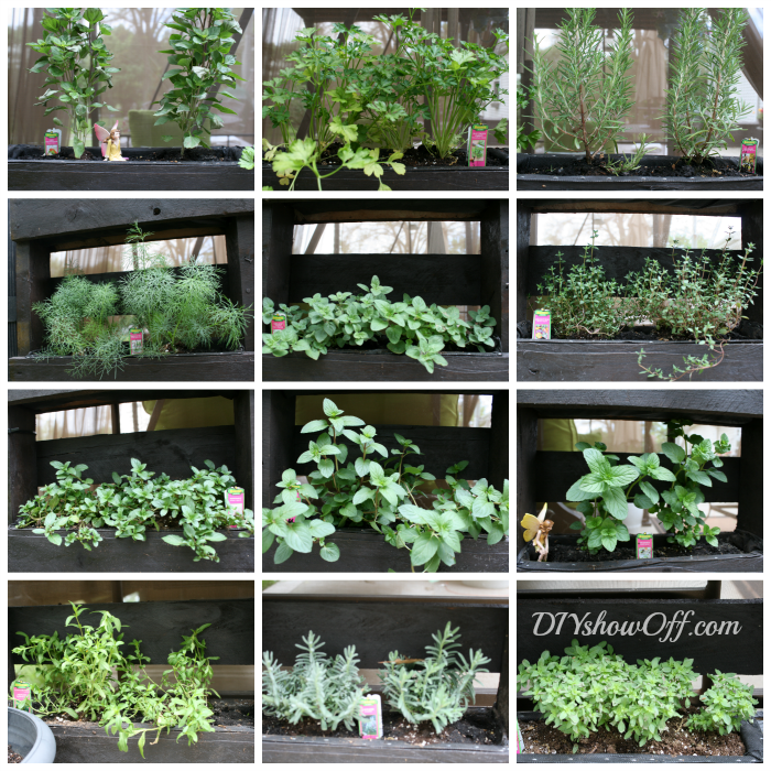 DIY herb garden