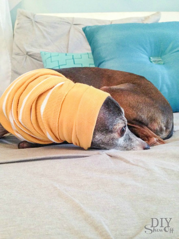 DIY small dog snood/infinity scarf tutorial (no sew) @diyshowoff