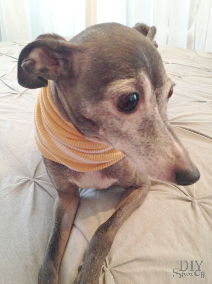DIY small dog snood/infinity scarf tutorial (no sew) @diyshowoff