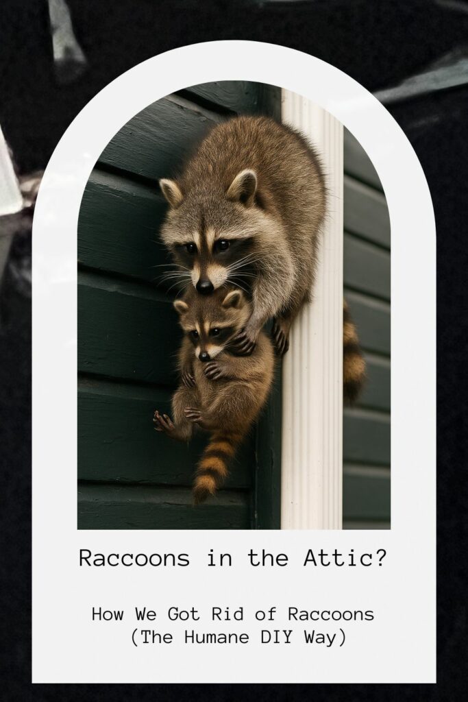 Mother raccoon carrying a baby raccoon while climbing down the side of a house.
